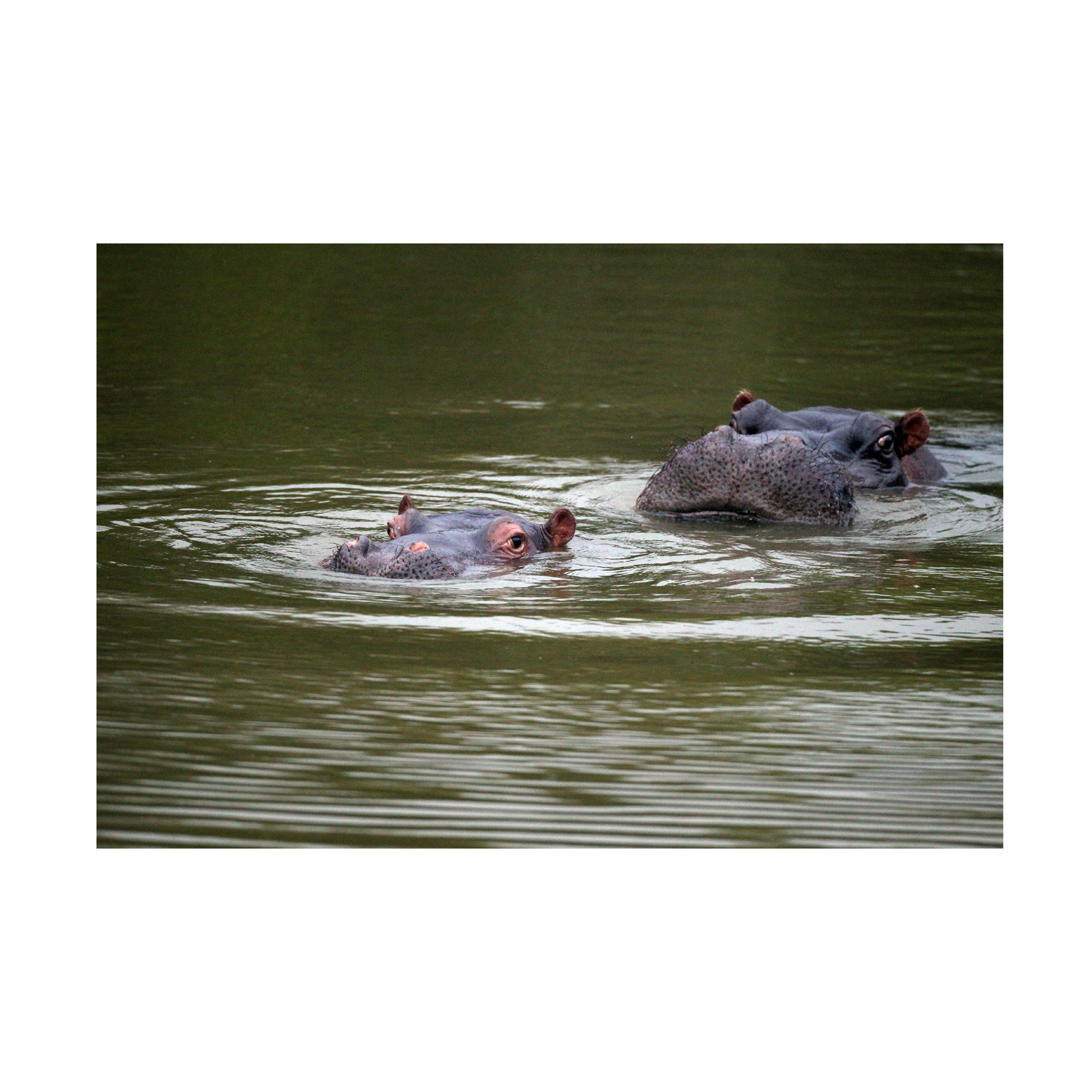 Hippopotamus Ride-On (wood)