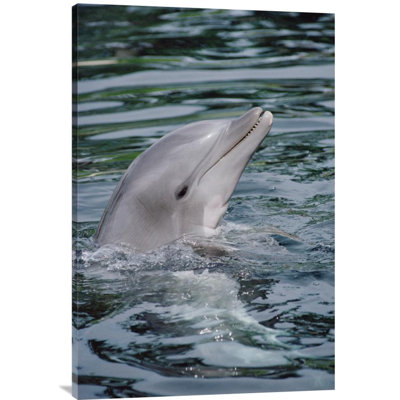 " Bottlenose Dolphin Portrait "