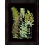 Fern 1 Print by Thom Filicia