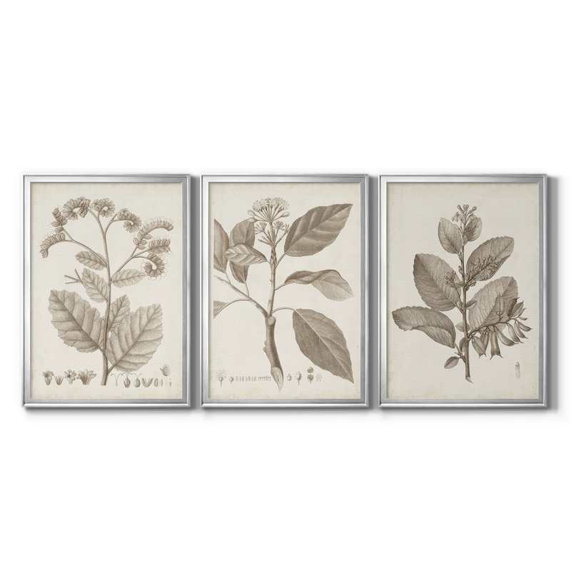 Antique Sepia Botanicals IV  -Custom Framed  Wrapped Gallery Canvas - 3 Pieces, Silver, 19" H x 27" W