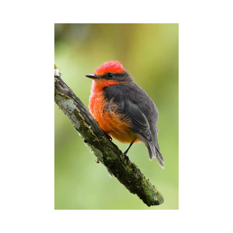 Vermilion Flycatcher Male, Galapagos Islands, Ecuador by Steve Gettle - Wrapped Canvas Print, 20.32 cm H x 30.48 cm W