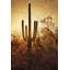 Silhouette Of The Saguaro by Leda Robertson - Wrapped Canvas Print-1214025819