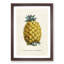 Illustration of a Pineapple - Framed Print-55641205-55641212