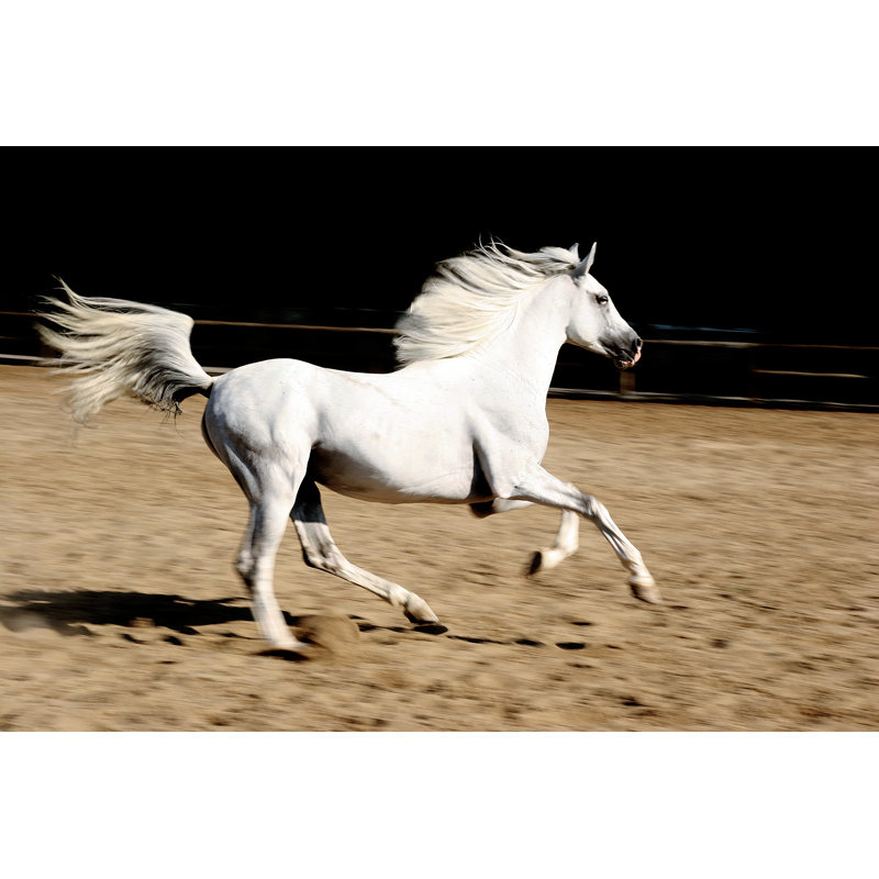 Cheval par Okanmetin, H 12 po x l 18 po