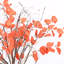 Arrangement de feuilles de brindilles, de brindilles avec des feuilles d'eucalyptus pour la décoration de bureau personnel Johns-88417141