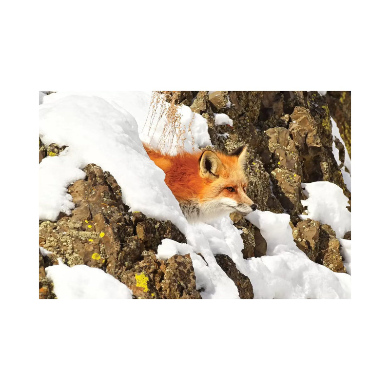 Peek A Boo Fox by Brian Wolf - Wrapped Canvas Print, 20.32cm H x 30.48cm W x 1.91cm D