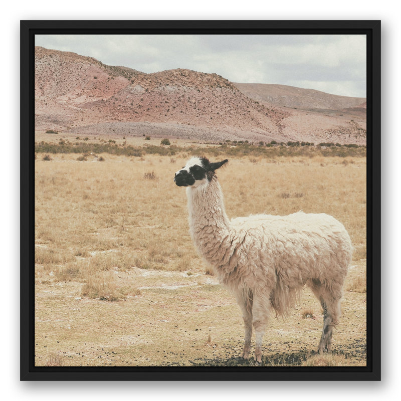 Lama dans un champ, H 21,75 po x l 21,75 po x P 1,75 po