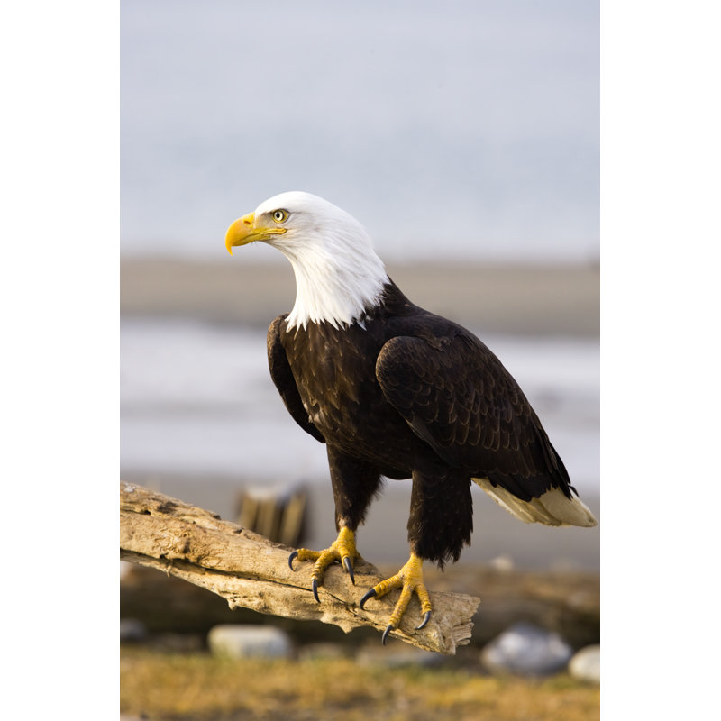 Bald Eagle Resting On A Stump, Alaska by BirdImages - No Frame Art Prints on Canvas, 46cm H x 30cm W