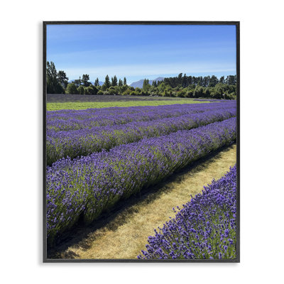 Lavande, art giclée par Kali Wilson