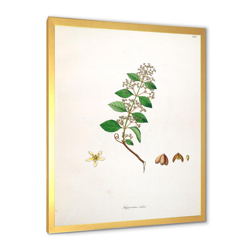 Vintage Botanicals I - peinture sur toile, H 32 po x l 16 po x P 1 po, Cadre doré