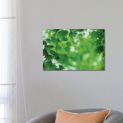 Full-Moon Maple Leaves, Hokkaido, Japan by Masami Goto - Wrapped Canvas Print
