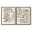 «Sepia Botanical Journal I», reproduction encadrée de qualité supérieure - prête à être accrochée - aucun clou requis - aucun clou requis-1343837973-1343837975