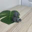 Gidney Mini Bear Ornament Statue-1399307381