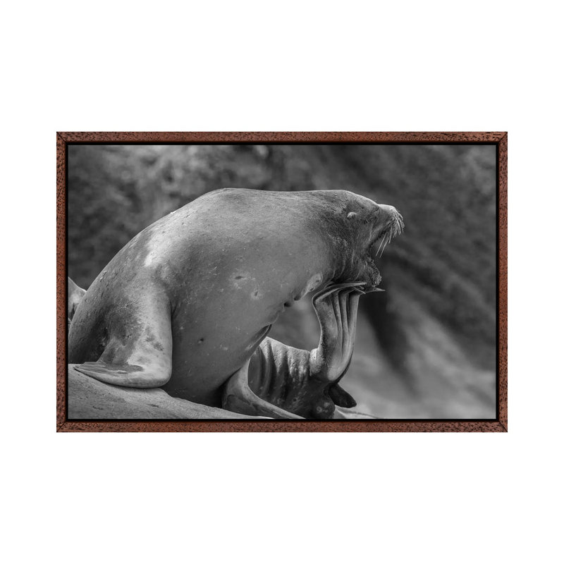 California Sea Lion scratching itself, La Jolla, California 1 Piece Floater Frame Wall Art on Canvas, 45.72 cm H x 66.04 cm W