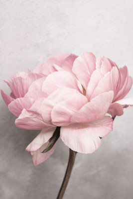 Wrapped Canvas Print, 76.2 cm H x 50.8 cm W
