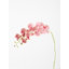 Fiori Orchid Arrangement