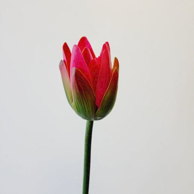 Fabric Lotus Arrangement