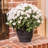 Saucer Plant Stand-32260094
