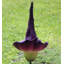 Statue mauve mauve