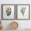 Protea N13 - ensemble de 2 impressions-907358561-907358572