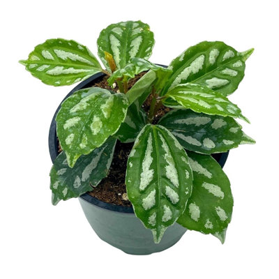 Watermelon Pilea Cadierei Aluminum Plant 4 Inch