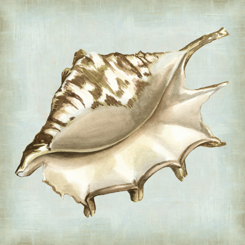 «Sea Dream Shells IV» par Vision Studio, reproduction d'art sur toile, H 12 po x l 12 po, Toile tendue