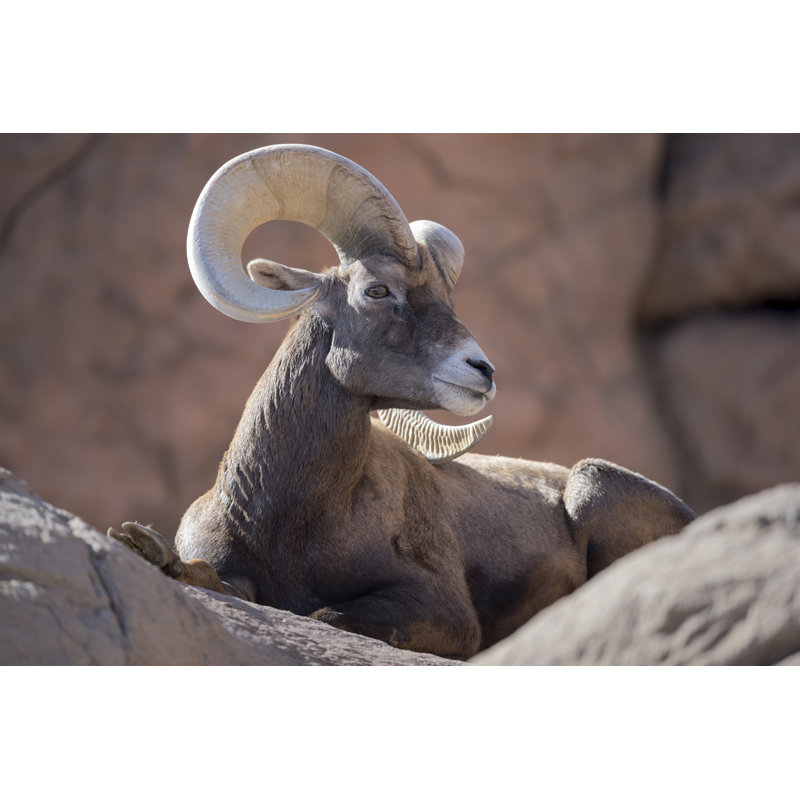 Bighorn Sheep - Wrapped Canvas Print, 51cm H x 76cm W x 3.8cm D