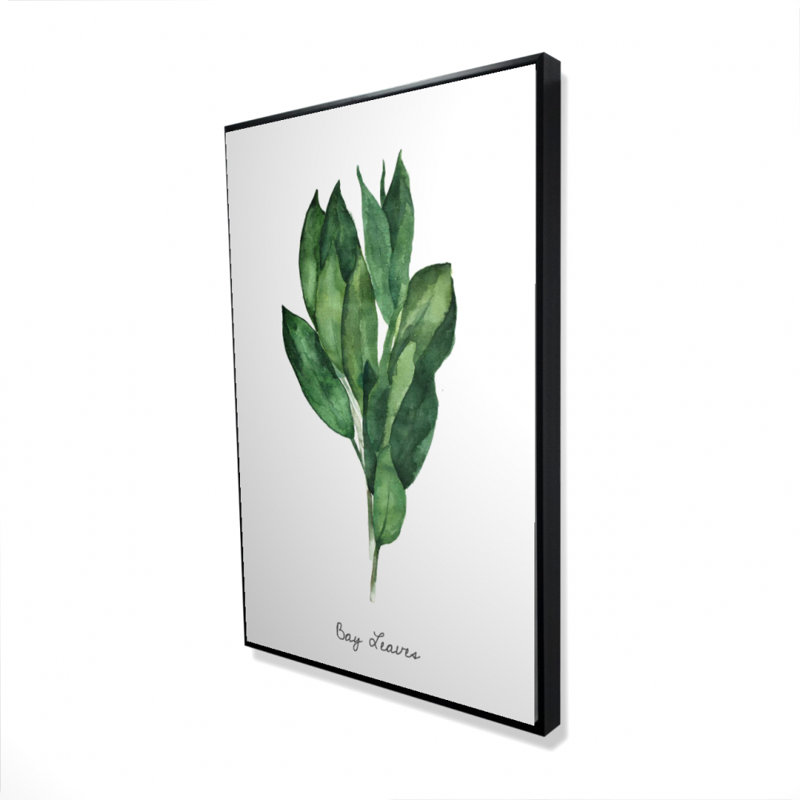 " Bay Leaves Bundle -en "
