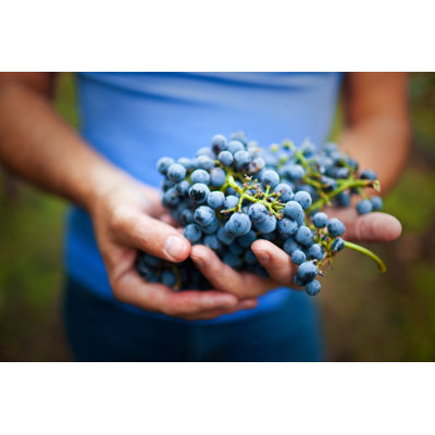 Holding Ripe Grapes by Thepalmer