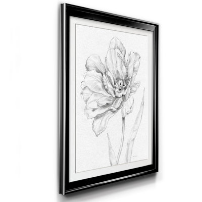 " Tulip Sketch "