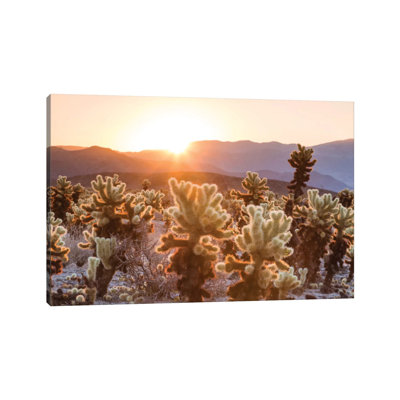 Cactus Garden, Joshua Tree National Park, California, USA by Matteo Colombo - Wrapped Canvas Gallery-Wrapped Canvas Giclée