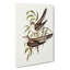 Unadorned Cuckoos by Elizabeth Gould - Wrapped Canvas Painting-55372095