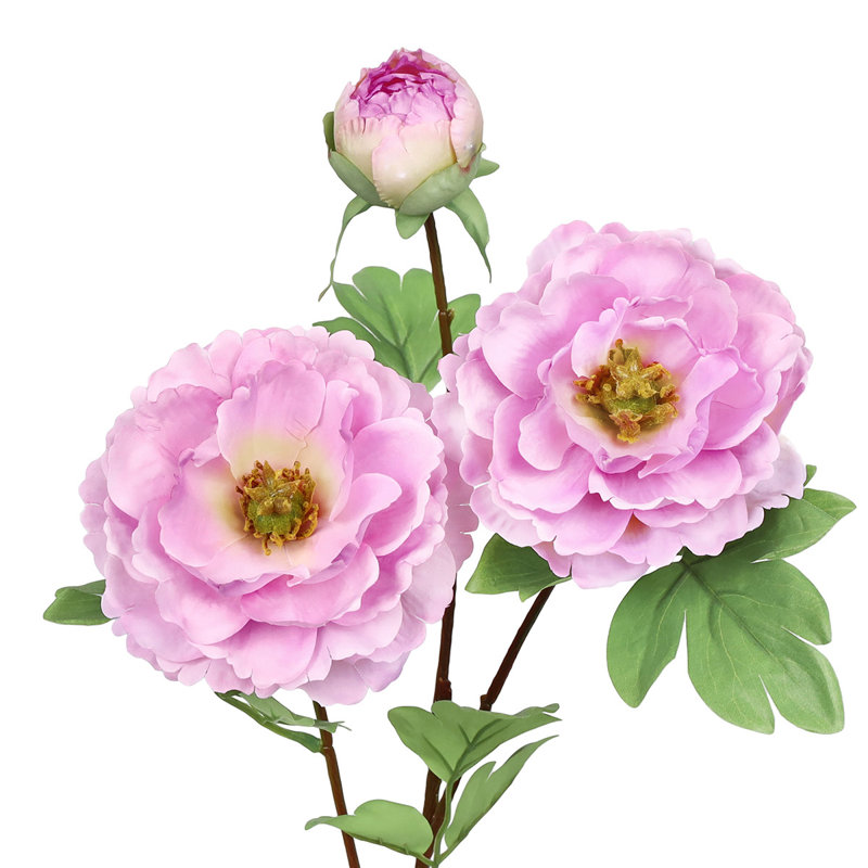 Tiges de pivoines, Lavande