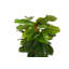 355.6cm Faux Banana Leaf Plant in Pot