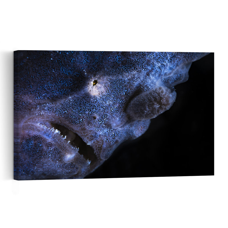 Electric Blue Frogfish Contemporary Fish Nature Ocean Wall Art Print 1 Piece Wrapped Canvas Wall Art, 60.96cm H x 91.44cm W