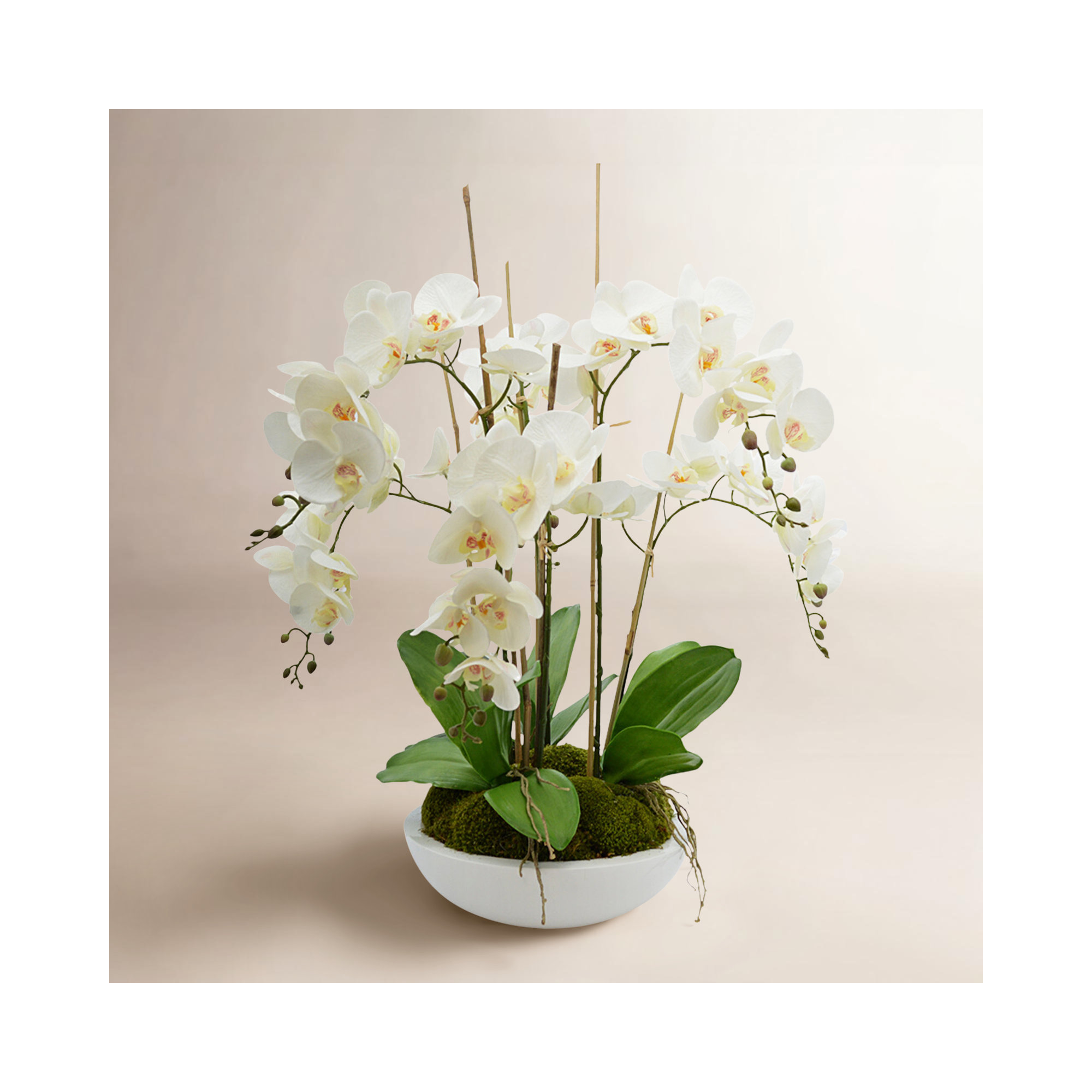 Orchid Arrangement in Ceramic Planter