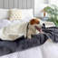 Couvertures pour chiens