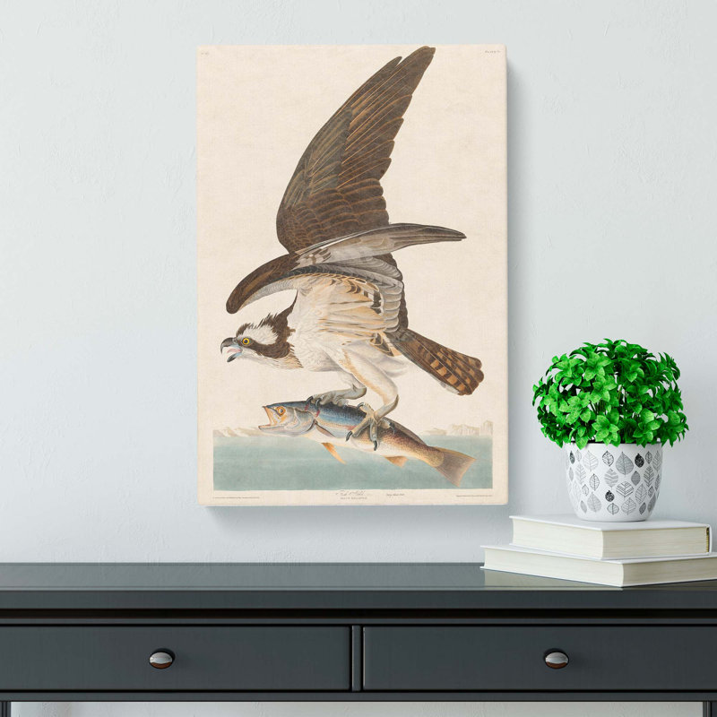 Osprey by John Audubon - Wrapped Canvas, 50cm H x 35cm W x 3cm D