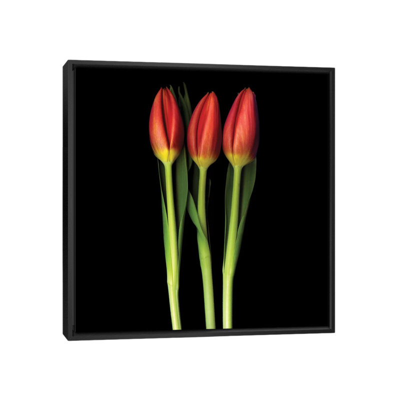 Tulipe trinité, reproduction de photo sur toile tendue, H 37 po x l 37 po x P 1,5 po, Toile tendue, Pas de tapis