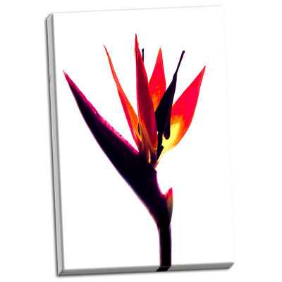 " Bird Of Paradise III " by Monika Burkhart