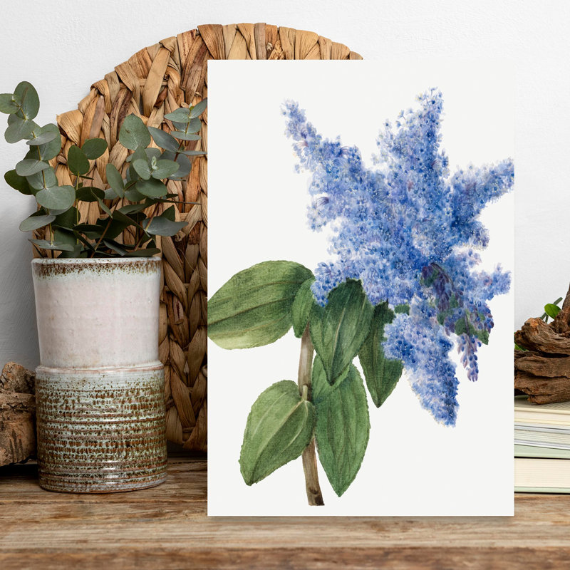 «California Lilac», art floral rétro, plante rustique, H 18 po x l 12 po