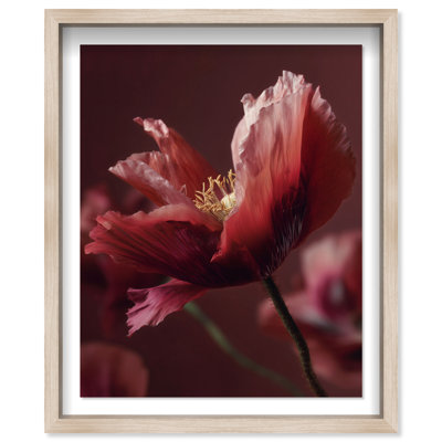 Merlot Blush Blossom II Framed Graphic Art