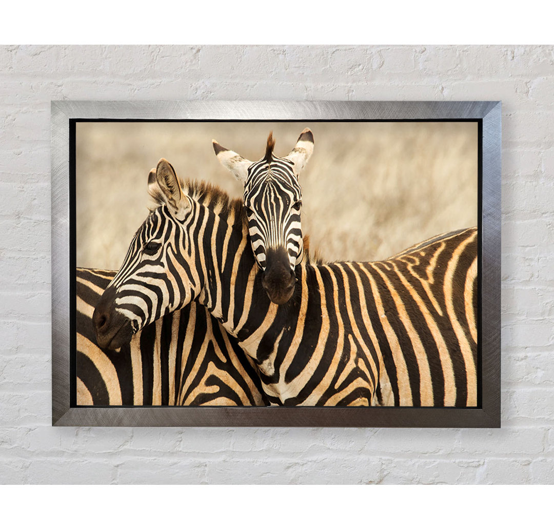 Zebra Duo Love Gerahmter Druck