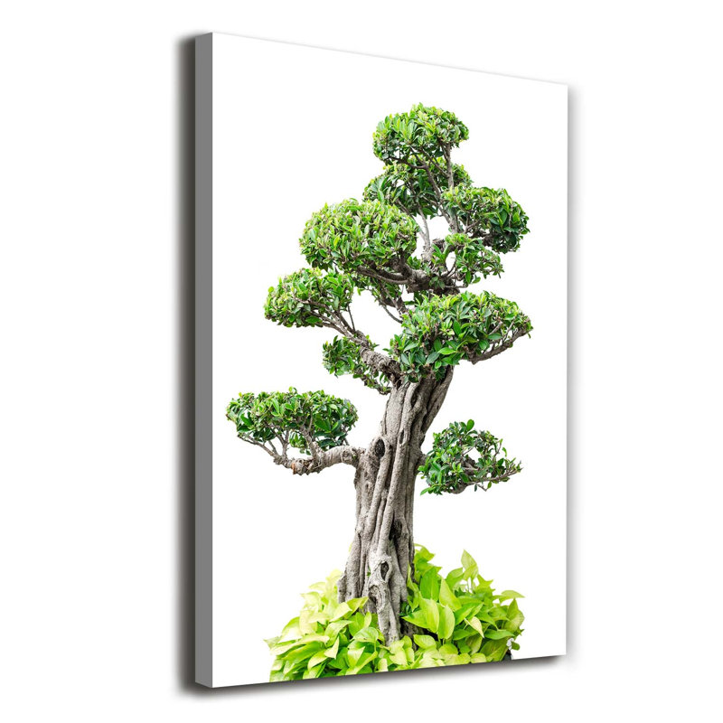 Bonsai Tree - Wrapped Canvas Print