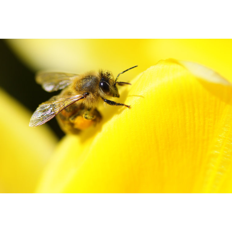Kristen Bee by Hfng - Wrapped Canvas Print