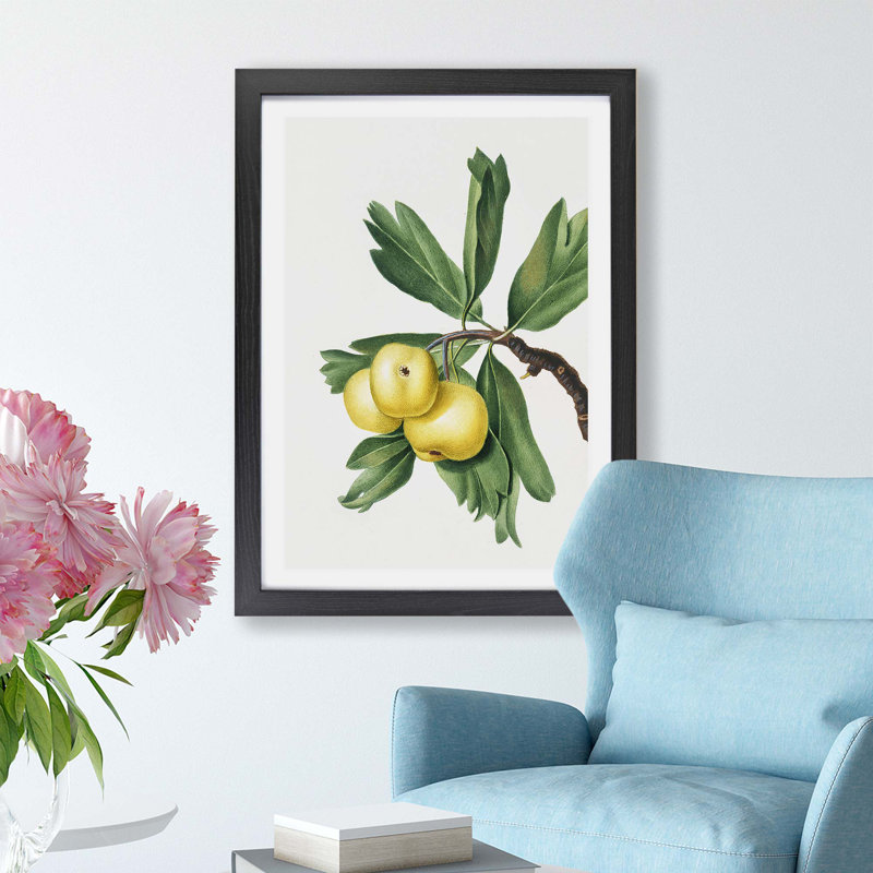 Hawthorn Apple Tree by Giorgio Gallesio - Framed Print, 24cm H x 33cm W x 2cm D, Black