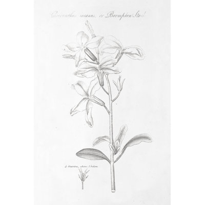 Botany Book IX - Wrapped Canvas Painting