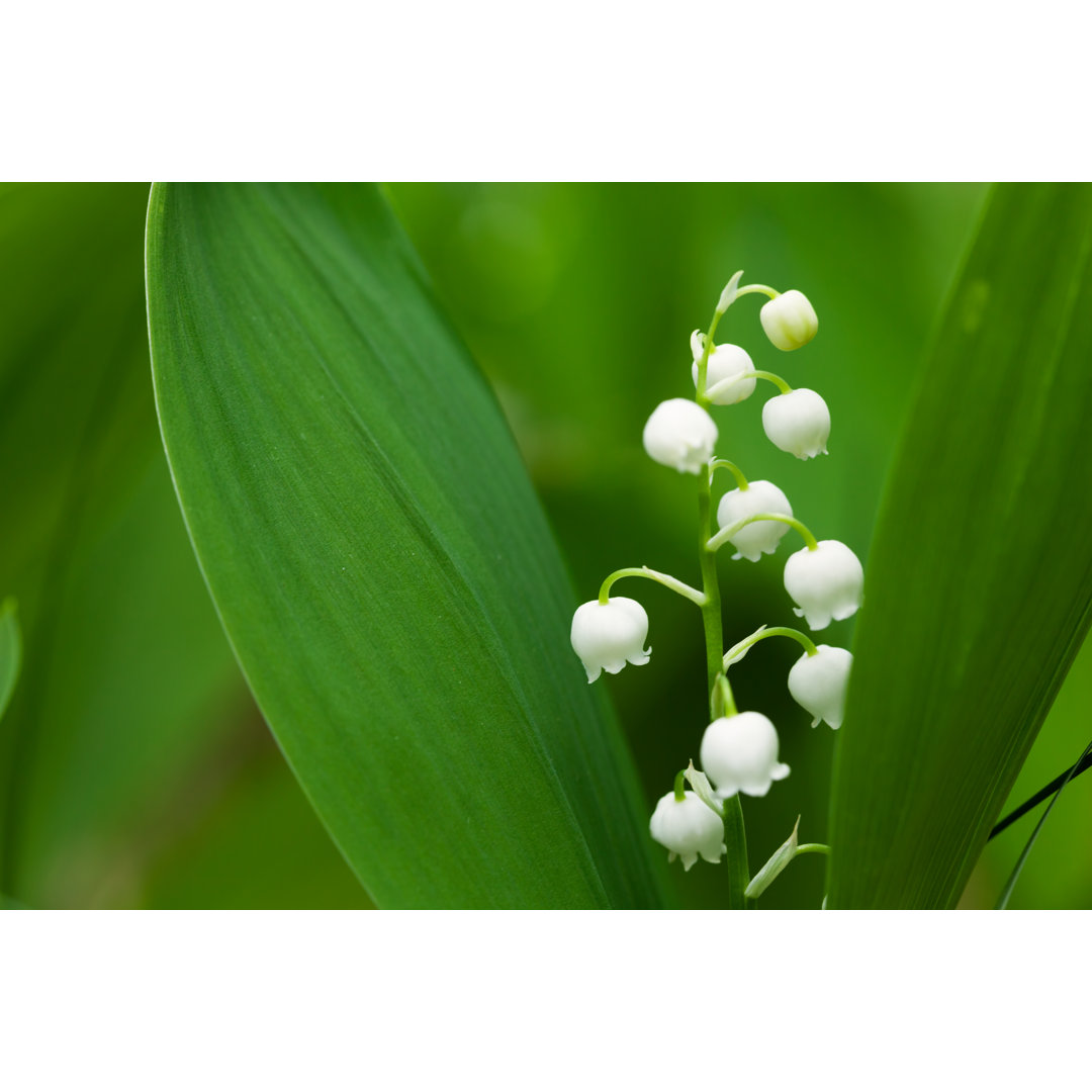 Forest Lilies Of The Valley von Tomch - Drucken