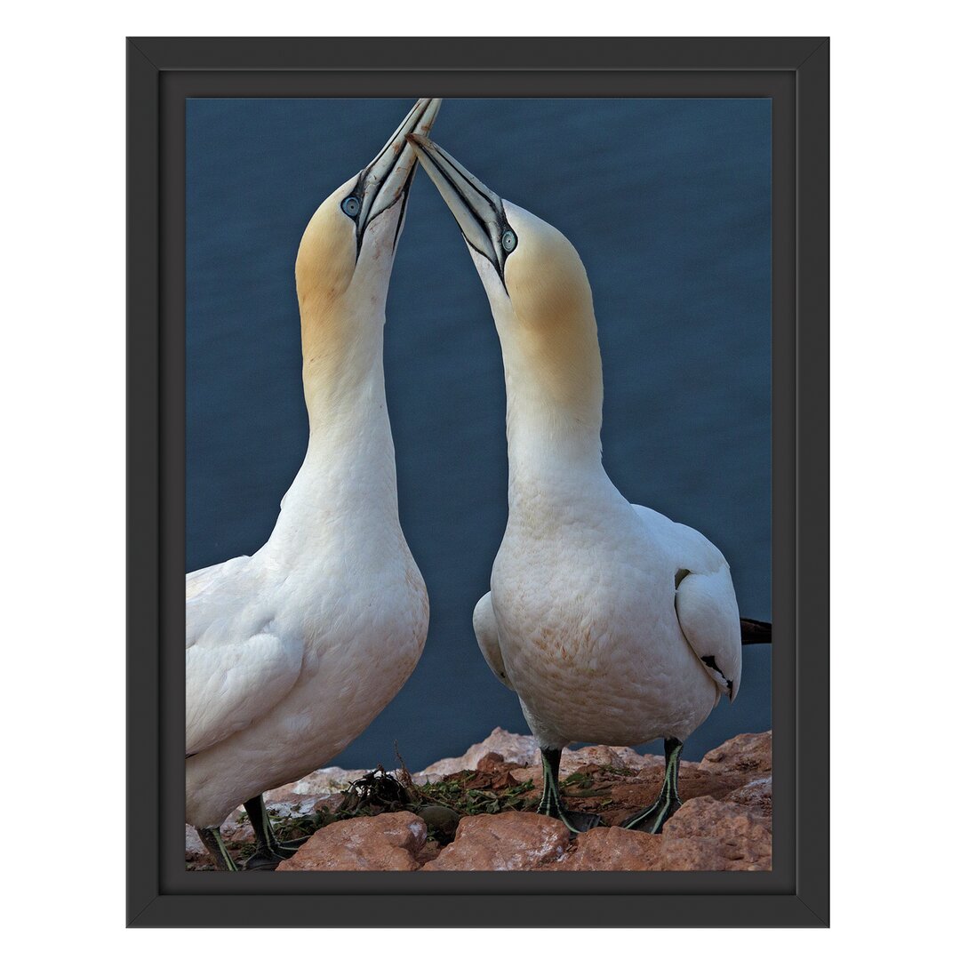 Gerahmtes Wandbild außergewöhnliche Vögel am Meer