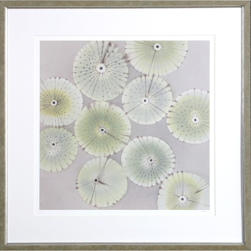 Sea Urchins 3 Print by Heaton